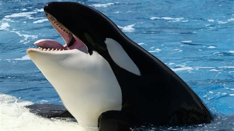 seaworld orca wallpaper