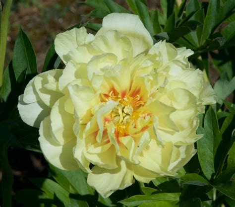 Paeonia Itoh 'Bartzella' (Peony) – Fieldstone Gardens Inc