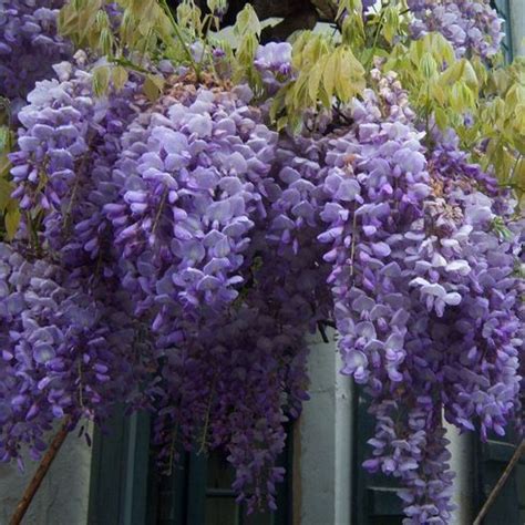 Глициния макростахия Blue Moon (Голубая Луна) купить саженец в Украине ...
