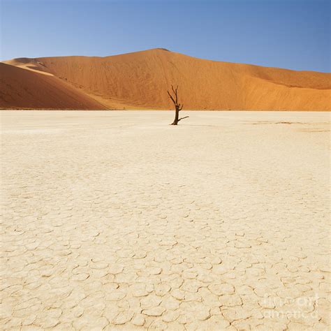 Lone Tree Namibia Photograph By Justin Foulkes