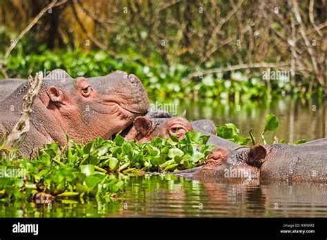 Baby Hippo Underwater Hi Res Stock Photography And Images Alamy