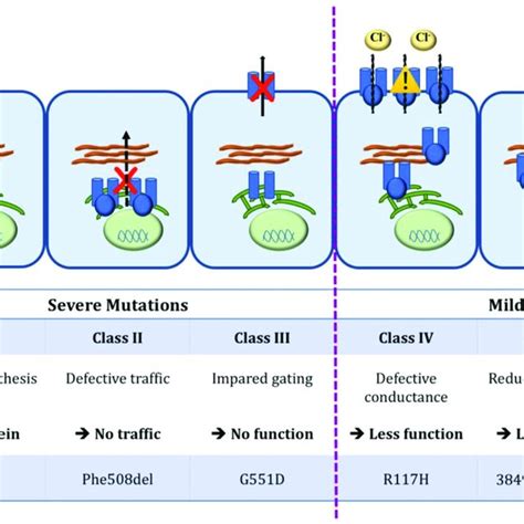 Classification Of Cftr Mutations Cftr Protein Is Located At The Apical