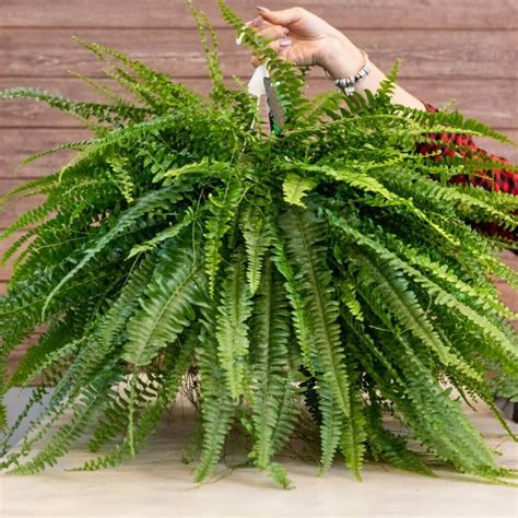 14 Amazing Uses And Benefits Of Boston Ferns Petal Republic