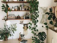 8 ideas de PLANTAS AESTHETICS decoración de unas decoracion plantas