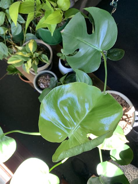 My first fenestrated leaf! Couldn’t be happier, told all my housemates