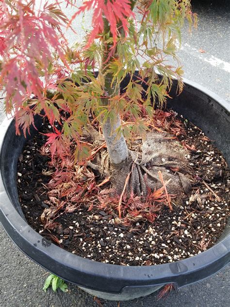 Fall is Container Tree Planting Season - For The Love Of Trees, LLC