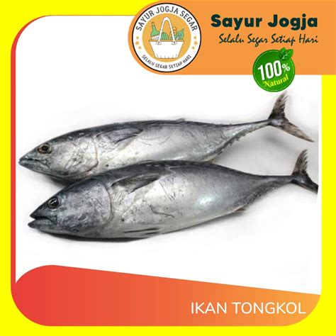 Jual Ikan Tongkol Segar Per 500 Gr Sayur Jogja Shopee Indonesia