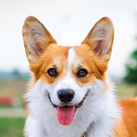 Todo Sobre El Perro Welsh Corgi Pembroke Precios Tipos Car Cter