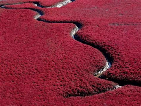 Amazing Red Beach in China - ViewKick