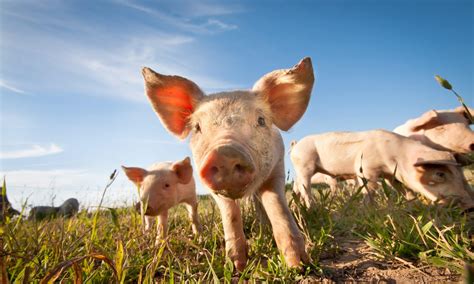 Pork Industry Advances Sustainable Practices Farm Journal Forum