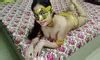 My Nude Videos With Golden Mask Part Amateur Porn Feat INDIA ANAMIKA XHamster