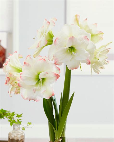 Amaryllis Amadeus Candy Bulbs — Buy Hippeastrums Online At Farmer