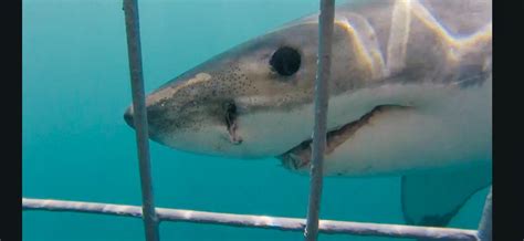 10 Interesting Facts About The Great White Shark | WSP