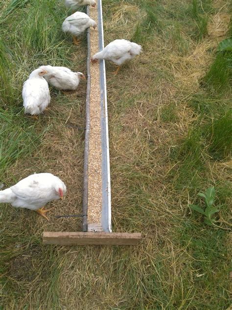 How To Feed Chickens Organically