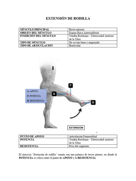 Extension De Rodilla Biomecanica Pdf