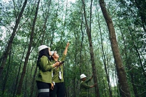 Taf Indonesia Perkuat Pengelolaan Hutan Berkelanjutan