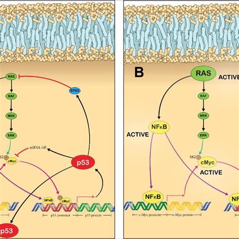 Mechanisms Of P Transcriptional Activation And Potential Effects Of