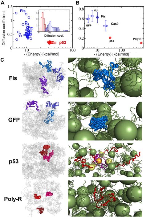 Molecular Dynamic Md Simulations Demonstrate Different Diffusion