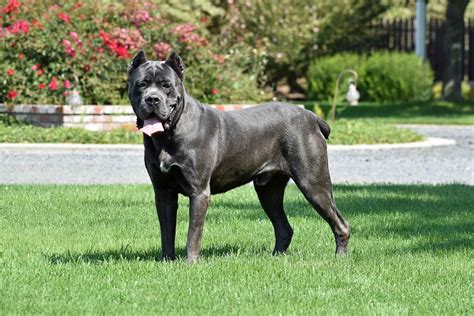 Dumonts Corsos - Cane Corso Puppies for Sale in Modesto, CA | AKC