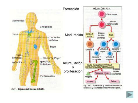 Ppt Tema 12 Inmunología Powerpoint Presentation Free Download Id