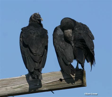Black Vulture Id Facts Diet Habit And More Birdzilla