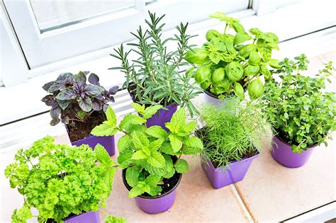 No Yard No Problem Here S How To Grow Vegetables Indoorscountryliving