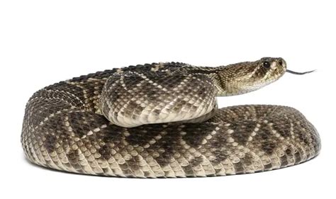 Where To Sell Rattlesnakes?