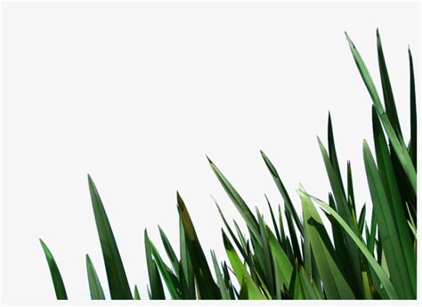 Blades Of Grass Png Atelier Yuwaciaojp