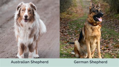 Australian Shepherd Vs German Shepherd The Key Differences With