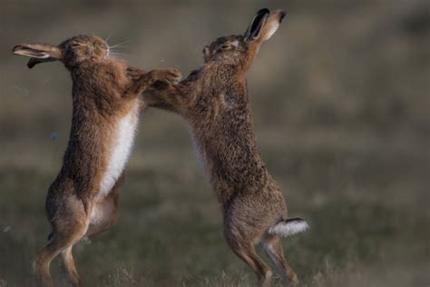 160 Fighting Hares Stock Photos Pictures And Royalty Free Images Istock