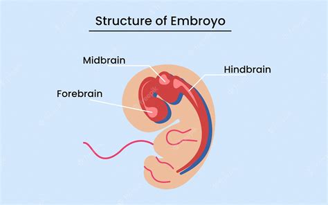 O Que Significa Embrião - O diagrama de anatomia do embrião humano inclui todos os nomes das ...