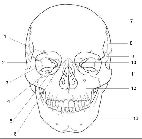 A P Skull Diagram Quizlet