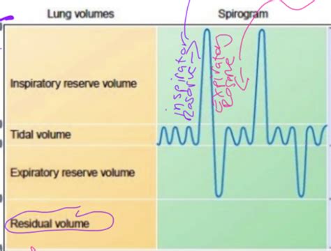 Week 2 Respiration Flashcards Quizlet