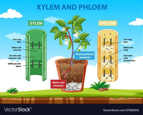 Diagram showing xylem and phloem plant Royalty Free Vector