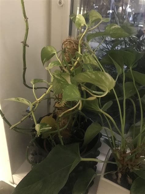 Leaves keep yellowing and falling off, what do I do to fix it? : r/pothos