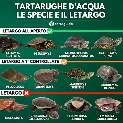 Tartarughe D Acqua Specie Guida Al Riconoscimento Delle Esotiche