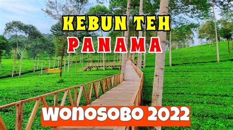 Kebun Teh Panama Wonosobo Wisata Terbaru Wonosobo Youtube