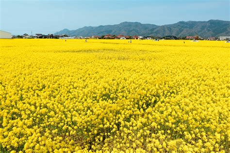 Canola Flower Fields