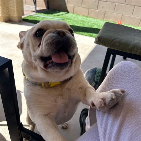 Common Household Toxins That Are Dangerous for Pets - Tucson Veterinary
