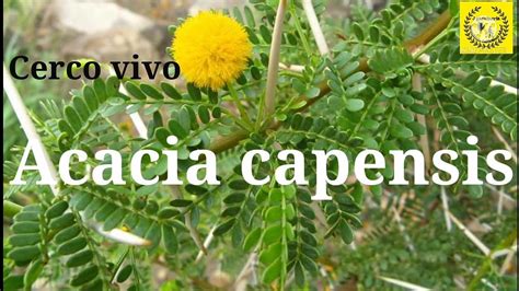 Cuidados De La Acacia Capensis Especial Cerco Vivo Youtube