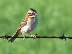 El canto perdido del chingolo vuelve a sonar con una melodía que el ...
