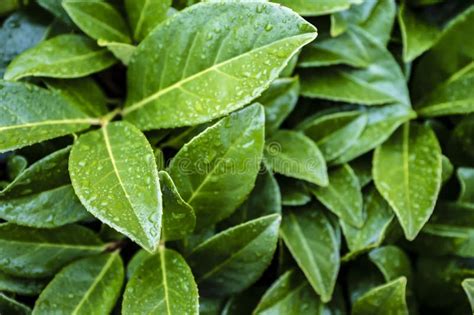 Bright Green Leaves Of Dense Shrub In Raindrops Stock Image Image Of