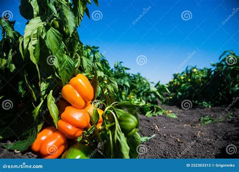 Vegetable Rows Of Pepper Grow In The Field Stock Image Image Of Plant