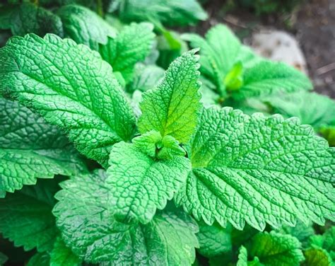 Reasons To Grow Lemon Balm