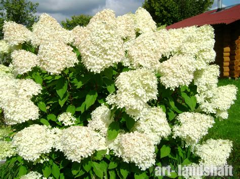 Гортензия Лимелихт Фото И Описание – Telegraph