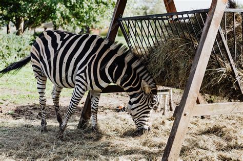 Premium Photo African Safari Icons Zebras As Symbols Of Wilderness
