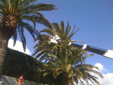 how to clean a palm tree