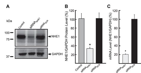 Figure 2 From Silencing Of Sodium Hydrogen Exchanger In The Heart By