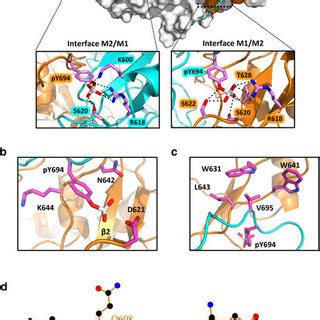 The phosphotyrosine-SH2 domain interface of STAT5A.: (a) STAT5A dimer ...