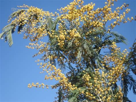 Мимоза стыдливая (Mimosa pudica), акация серебристая Культурные Цветы ...